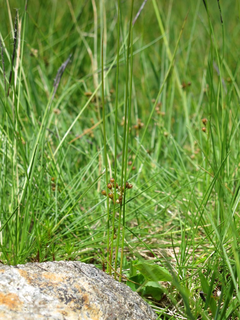 Juncus filiformis